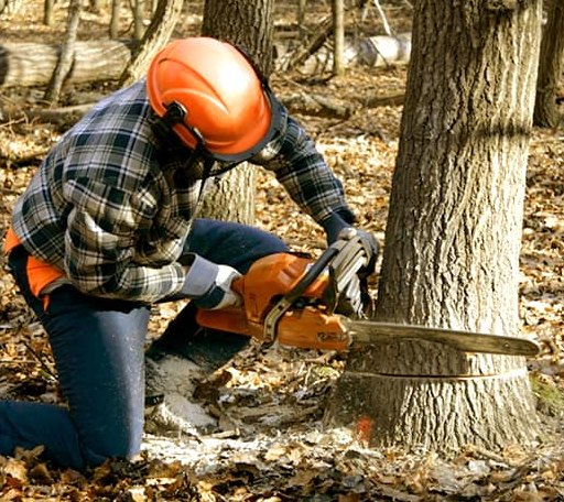Tree Removal in Danville, VA